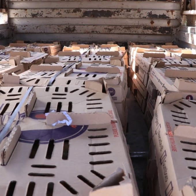 kimlittoz's tweet photo. 3,000 chicks distributed to Ol Kalou residents days before the by-election, amid growing controversy over alleged voter bribery and vote-buying. #OlKalou https://t.co/bqH88McxQq