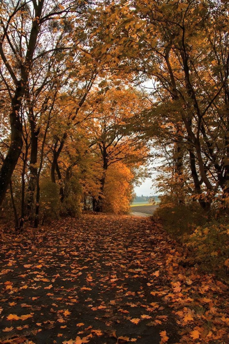 talya9646171863's tweet photo. What my soul craves🍂 https://t.co/Gl3Tsm0Ho4