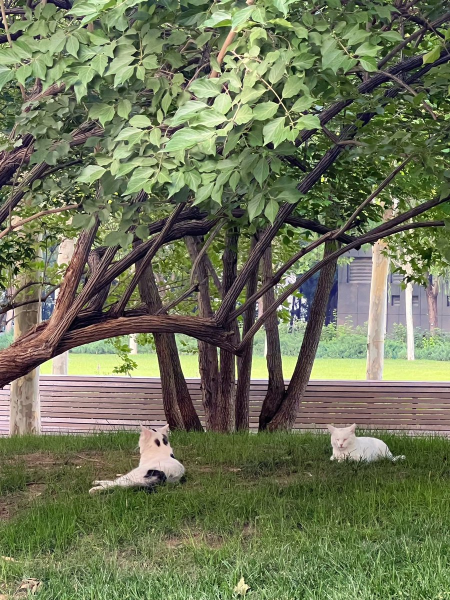 yol11492302's tweet photo. Found two snoozing cats in the park shade during my lunch stroll. Best kind of break. ๐บ๐ค๐ณ#NappingCats #CityNature https://t.co/newXTk69jq