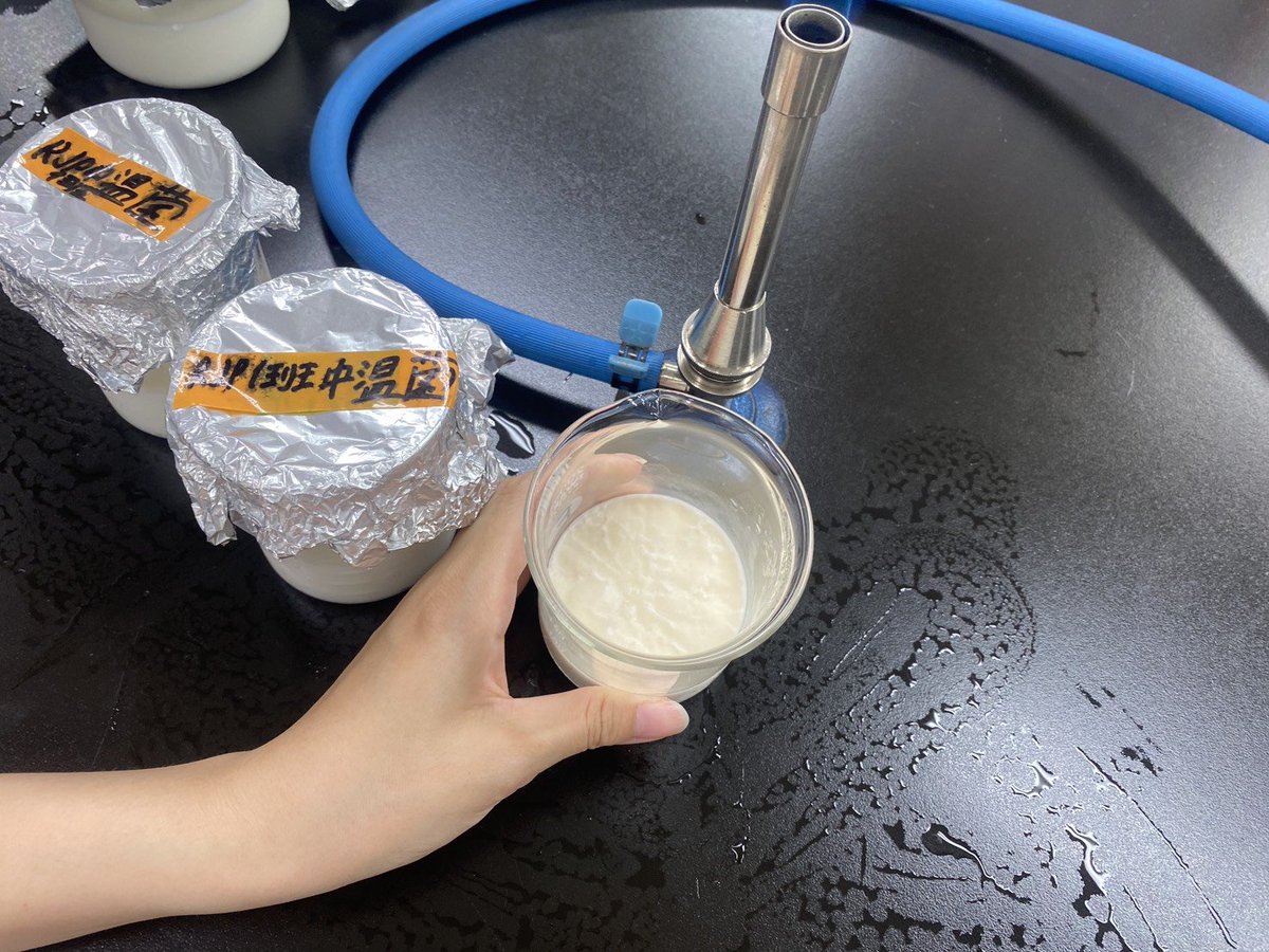 BioRjp's tweet photo. チーズ班です🧀今回は一年生だけ！？
ビーカーに入っているのはチーズの素になる乳酸菌！これを新しいビーカーに移し、より純度の高い乳酸菌を作っています😋
チーズ型はペットボトルに穴を空ける必要があるためはんだごてで頑張って開けています💪
#RJP2026 
#TTCバイオテクノロジー科 
#手作りチーズ https://t.co/3w5LieB9LB