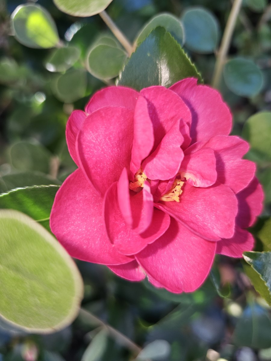 GreenifyMyLife's tweet photo. More of my camellias blooming, despite the fact it's right in the middle of winter. https://t.co/5H3AyoHtx7