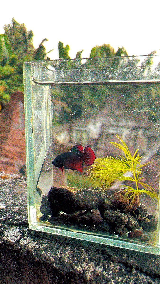 kawaiikochannn's tweet photo. 一人でいいんだ。
#可愛い #ベタ #bettafish #wildbetta #trending #zonauang #zonajajan https://t.co/q111h74Qbi
