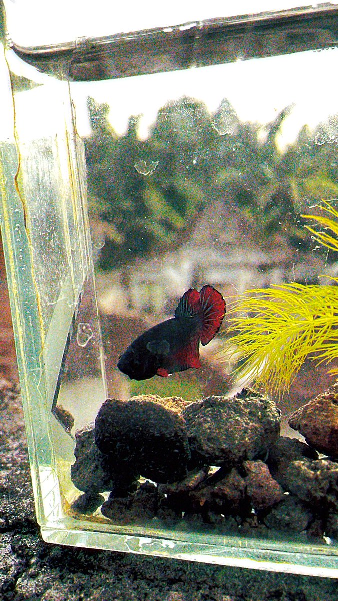 kawaiikochannn's tweet photo. 一人でいいんだ。
#可愛い #ベタ #bettafish #wildbetta #trending #zonauang #zonajajan https://t.co/q111h74Qbi