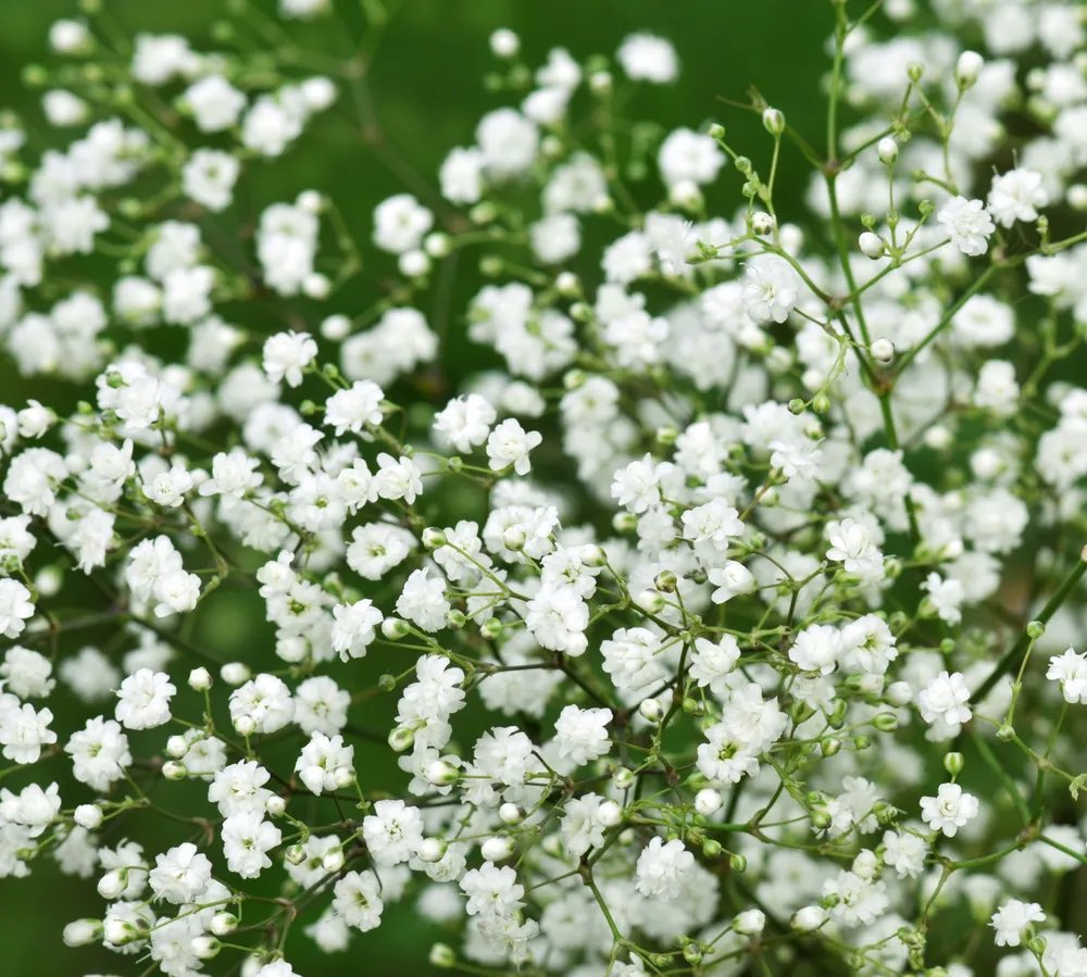 kyhkwpkyw's tweet photo. gypsophila

everlasting, eternal love 😭😭 https://t.co/hvn5f2Ke3R