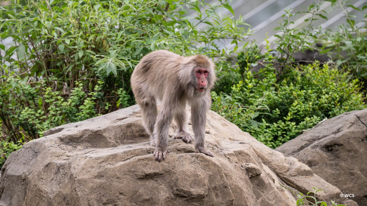 Central Park Zoo on X: 