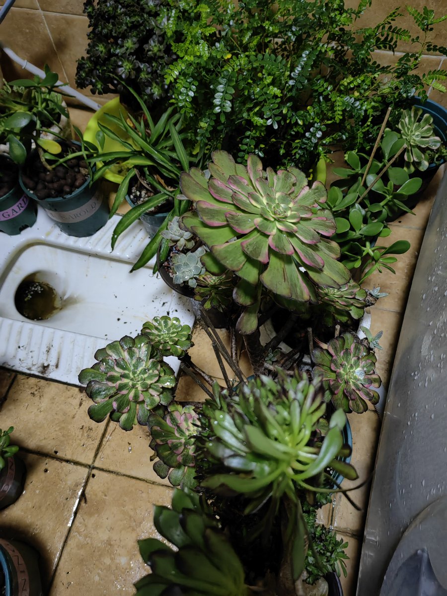 GaertnerLi's tweet photo. Transform your desk into a calm, productive zone with just a small potted succulent and a tidy notebook. Small changes = big focus. https://t.co/xTtaU6z5bS