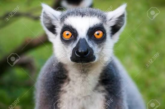 AndrewOrlowski's tweet photo. @Intacaneous The LinkedIn profile claims that it is the first college run entirely by lemurs, according the Principal (below) https://t.co/7c47oJhkCZ