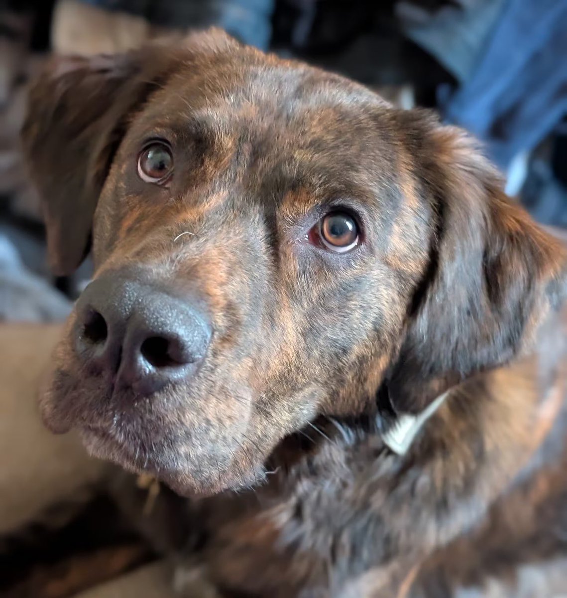 dog_rates's tweet photo. Duke and his family have a GoFundMe to help them rebuild after the devastating fire that destroyed their home and 3 cars. You can donate below ❤️

https://t.co/icjlVraZDR https://t.co/pYk2Iyy6LP