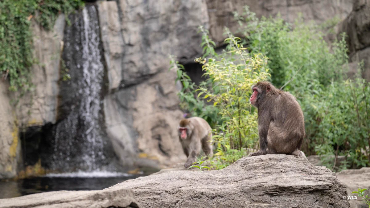 Central Park Zoo on X: 