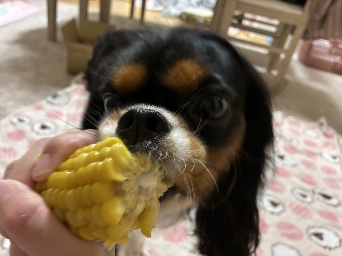 nomoko413's tweet photo. うまい！うまい！うまいうまい！！🌽

#キャバニモ
#キャバリア https://t.co/YX11i3NPxV