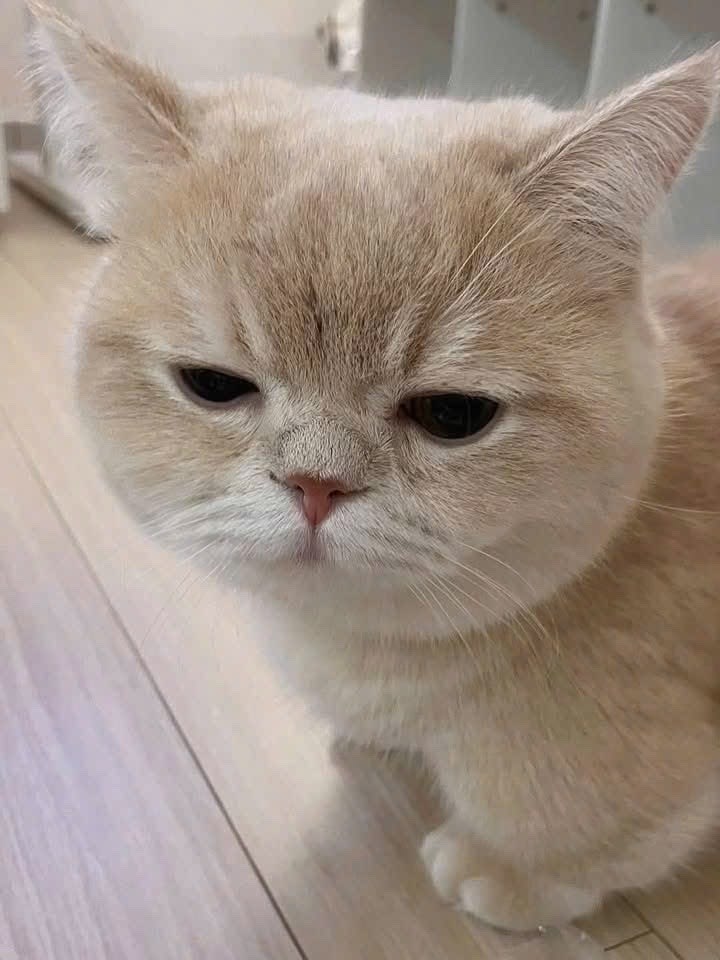 _animalsX's tweet photo. Cream cat giving the ultimate grumpy face 😆🥰 https://t.co/xhBfNMSipY