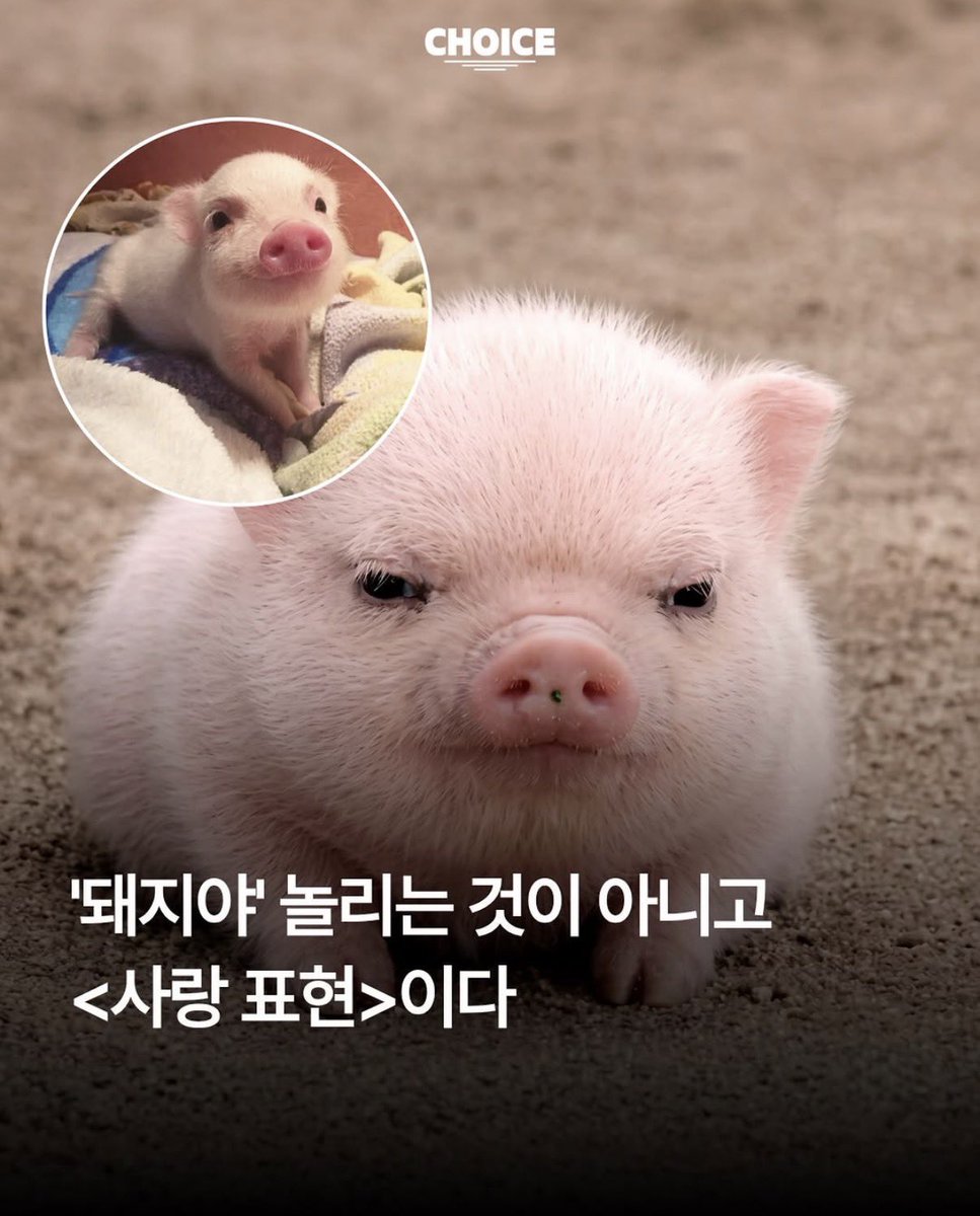 taktakuzz's tweet photo. 타키 이거 깨달은이후로 ㄹㅇ 돼럽됨  뙈지입떡해서 굿즈도 사모으고   진짜웃기다 https://t.co/8ZG8c0wXjP