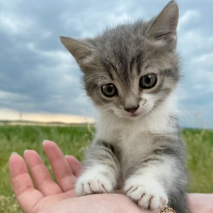cutestscats's tweet photo. Little baby ready to explore the world 😻 https://t.co/20vBDxWVWy