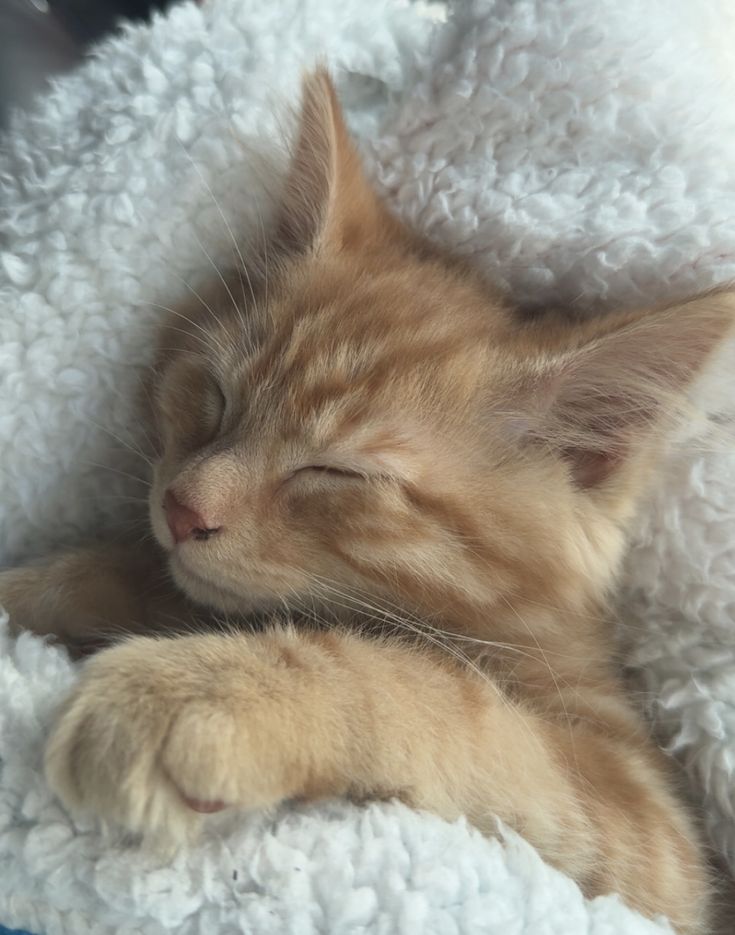 cutestscats's tweet photo. Ginger kitten sleeping peacefully on the fluffy blanket 😴💕 https://t.co/L2PzhEGayg