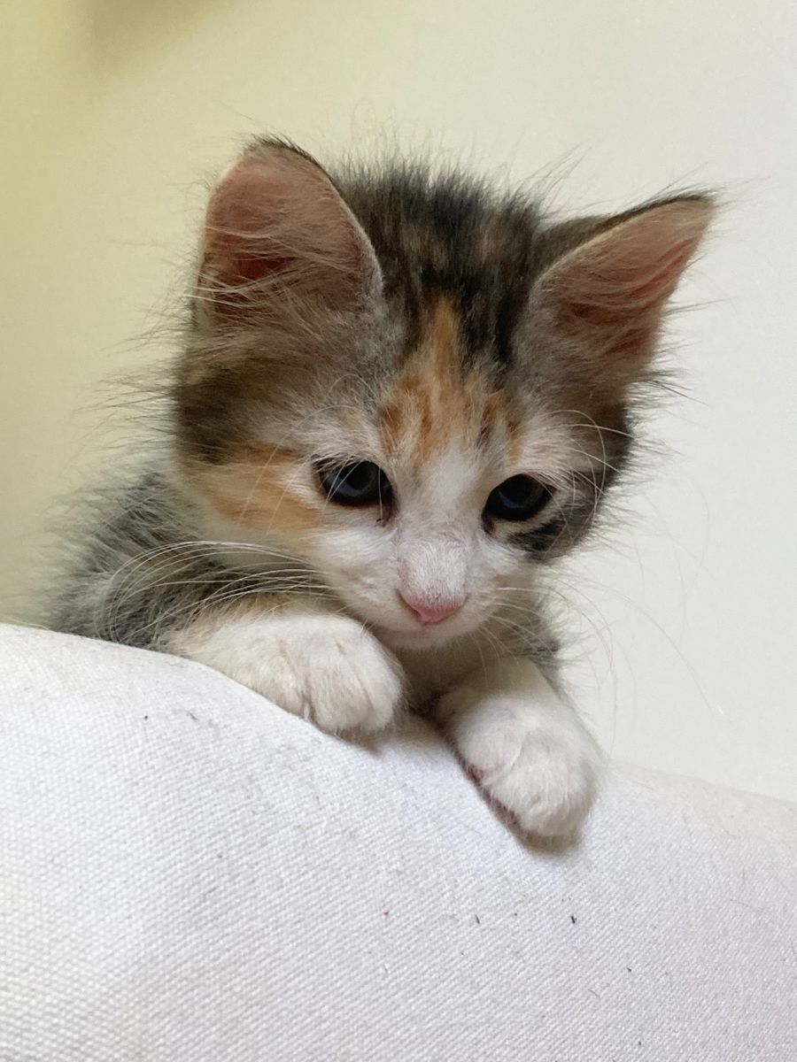 cutestscats's tweet photo. Calico kitten resting chin on the edge with sleepy eyes 😴💕 https://t.co/WOa1KwGrKo