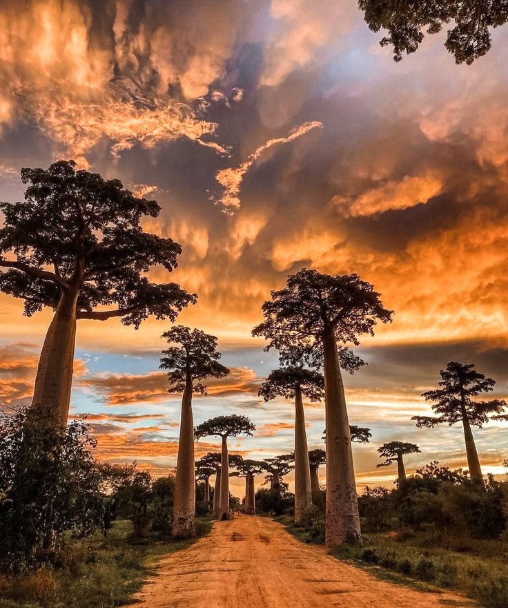 AtlasArchiwe's tweet photo. nature's own cathedral;
📍Avenue of the Baobabs, Madagascar 🇲🇬 https://t.co/iWhyauWNla