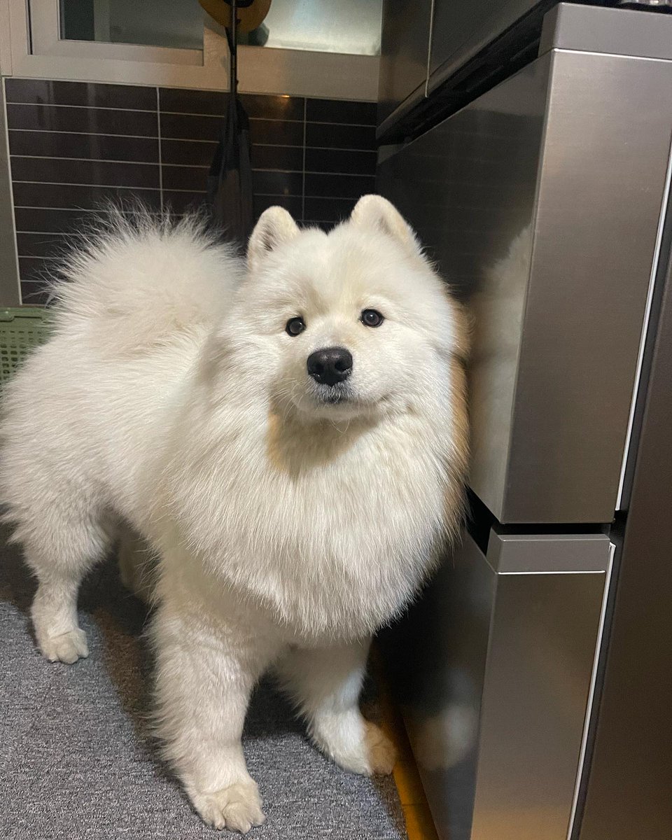 _animalsX's tweet photo. Standing by the fridge like the kitchen king 🐶😘 https://t.co/7WIEJvrCTx
