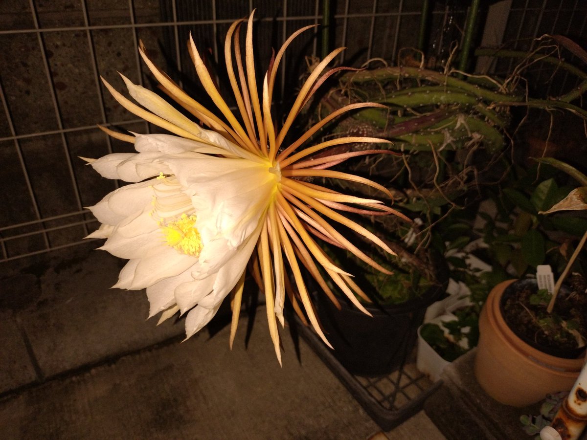 Tillakingdomu's tweet photo. いやー最高に綺麗！本当に素晴らしい！頂き物数年経ってしまいましたが開花しました。ありがとうございます🙇@Avajava2 https://t.co/CcV7V4eMWc
