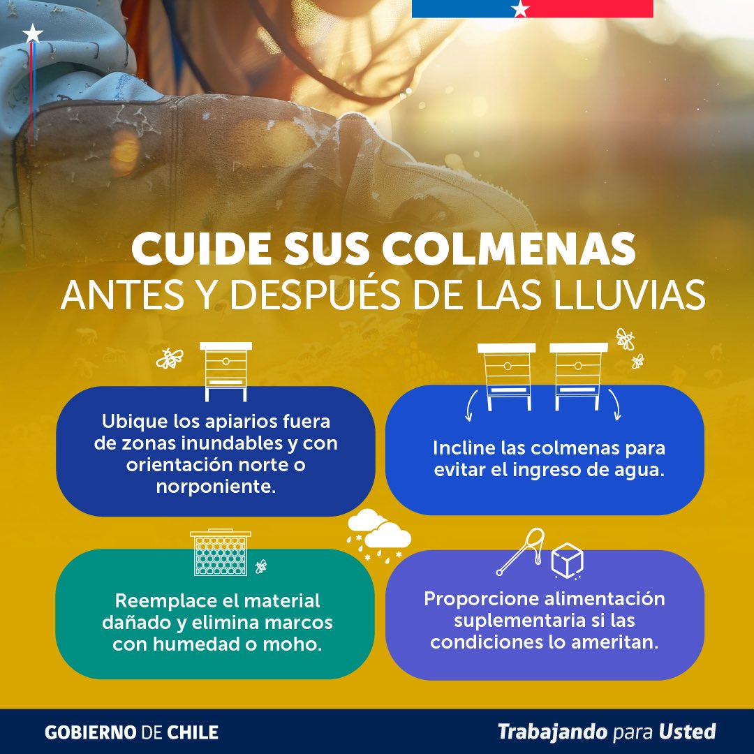 MinagriCL's tweet photo. 🐝🌧️ Proteja sus colmenas antes y después de las lluvias.

Tomar medidas a tiempo puede marcar la diferencia para la salud de sus abejas y la producción apícola.

📲 Revise las recomendaciones preparadas por la Unidad de Gestión de Riesgo de Desastres Agrícolas (UGRA) del @MinagriCL