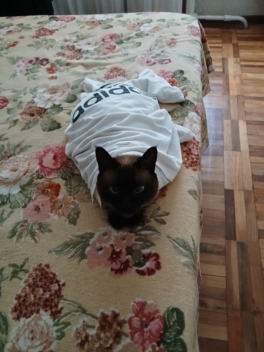 DmitriyKlushnik's tweet photo. Exclusive merch from Adidas Cat 🐾

​@adidas ​@adidasUS @adidasUK, how would you rate this level of style from 1 to 10? 😎 https://t.co/1D20j6u39P