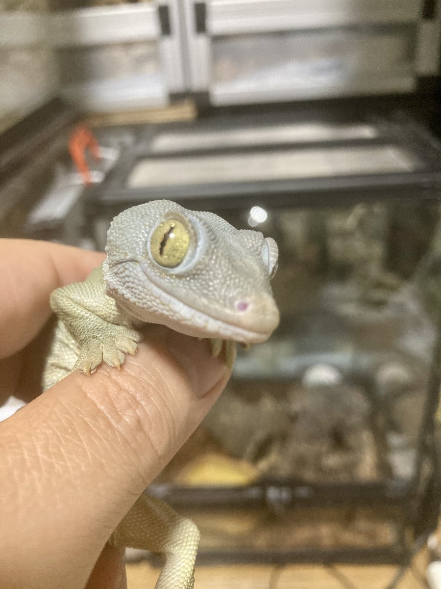 _kamelove's tweet photo. 我が家で生まれたトッケイちゃん、可愛い🦎

#毎月10日はトッケイの日 https://t.co/fGGRt6IiiT