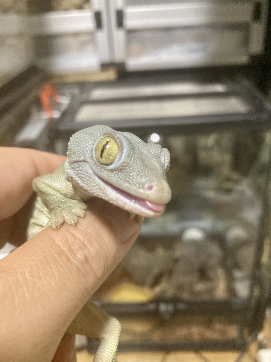 _kamelove's tweet photo. 我が家で生まれたトッケイちゃん、可愛い🦎

#毎月10日はトッケイの日 https://t.co/fGGRt6IiiT