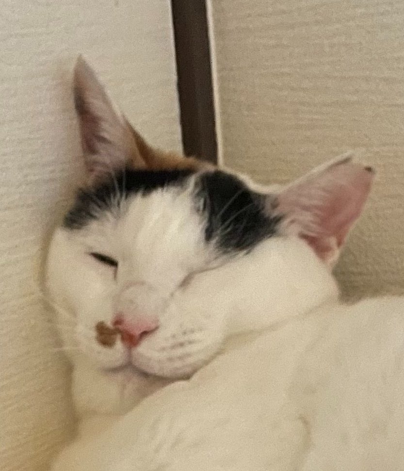 goro_desu's tweet photo. なんで可愛いのに変な顔するの https://t.co/rGZ3fc9DVQ
