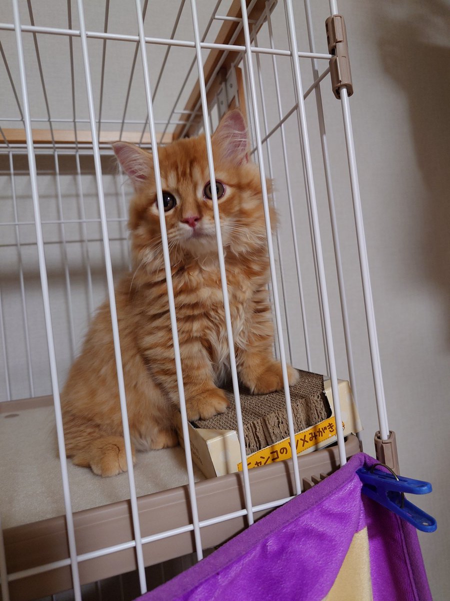 kain0406's tweet photo. 人生初、猫を飼うことに🐱
飼う予定なくペットショップ行ったら運命の出会いをしてしまったよね😳❤️
名前は『ひなた』くんです🍼
うちに来てよかったと思ってもらえるようにお世話頑張るからよろしくね☺️ https://t.co/uAgzGbb2s9