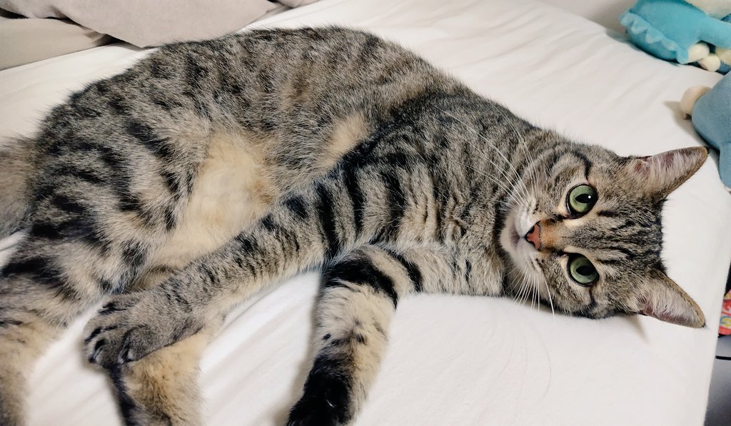 ゴロー🐾 (@cat_56chan) / Posts / X