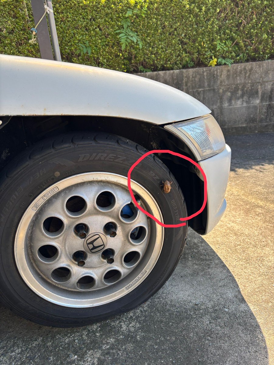 NiiNEWORKS's tweet photo. 実家の母から写真が届いた
預けている白ビートにセミの抜け殻
日本はもう夏ですねぇ〜☺️
こっちは年中暑いですが🫠

ちなみにホイールナットがおかしいのは気にしないで下さいw https://t.co/Zw1EQKNlAq