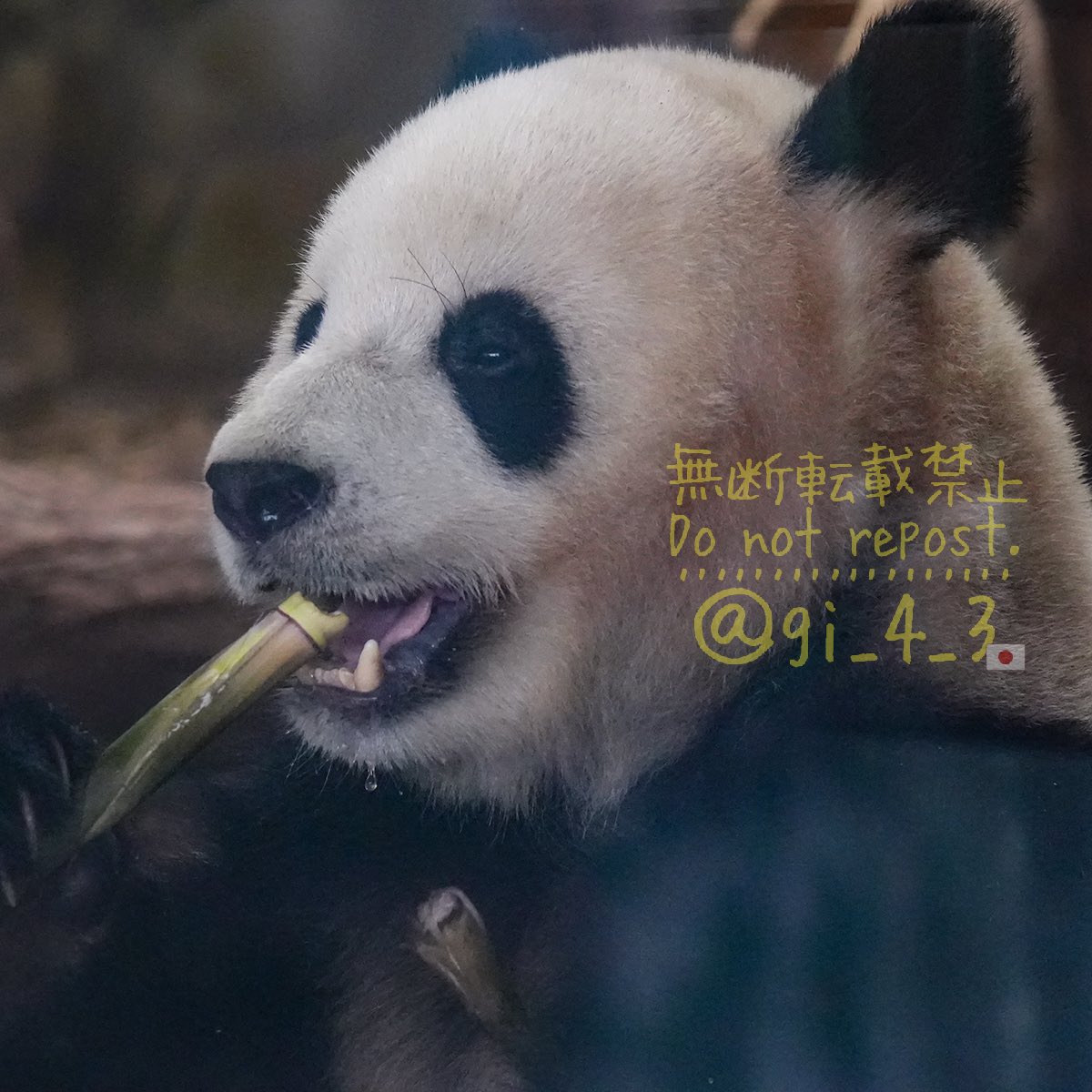 gi_4_3's tweet photo. #北辰 と北侠 4歳㊗️🎂
#BeiChen 📷成都基地(2026) https://t.co/rZS1mrv8Ff