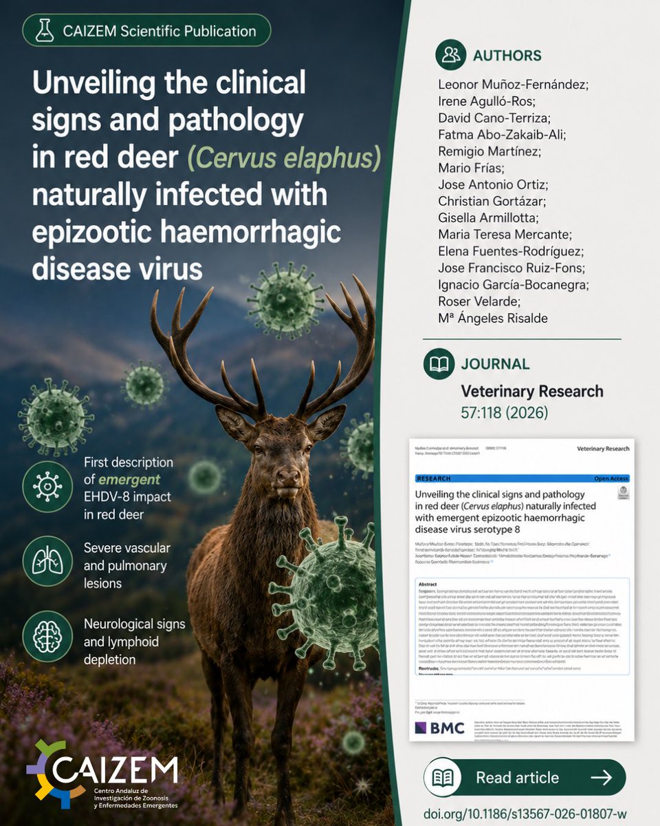 caizem_health's tweet photo. 🦌 Nueva publicación científica de CAIZEM

¿Cómo afecta el virus de la Enfermedad Hemorrágica Epizoótica (EHDV-8) al ciervo rojo (Cervus elaphus)?

Un nuevo estudio liderado por investigadores de CAIZEM aporta las primeras respuestas. 👇

🔗 https://t.co/cLBgRC1In4 https://t.co/jXL2mDLgn3