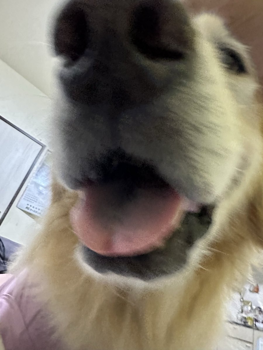 oliverGSR's tweet photo. 夜勤がないと知りずっとこれ☺️🐶♡♡ https://t.co/ccnKXfzQb3