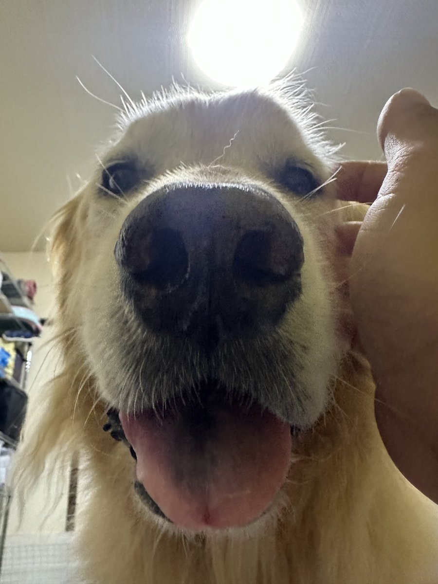 oliverGSR's tweet photo. 夜勤がないと知りずっとこれ☺️🐶♡♡ https://t.co/ccnKXfzQb3