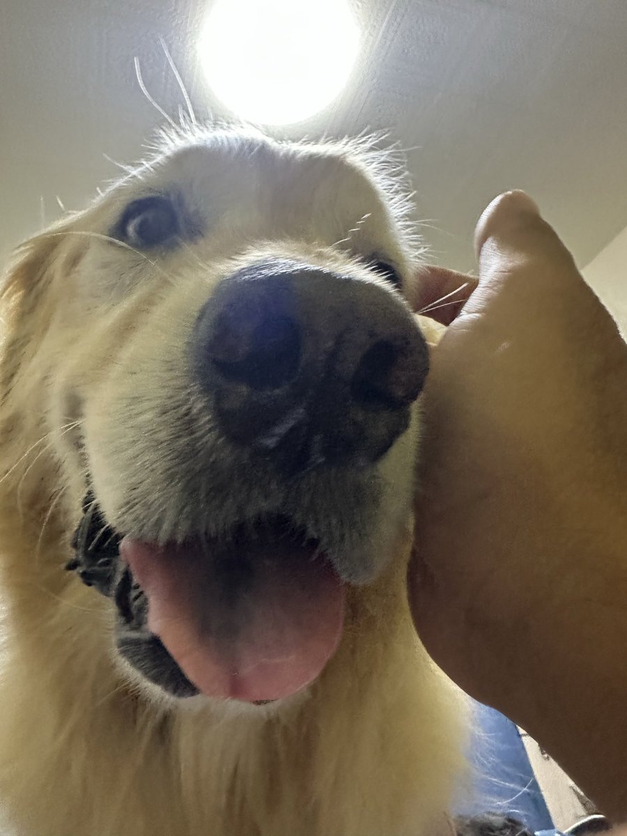 oliverGSR's tweet photo. 夜勤がないと知りずっとこれ☺️🐶♡♡ https://t.co/ccnKXfzQb3