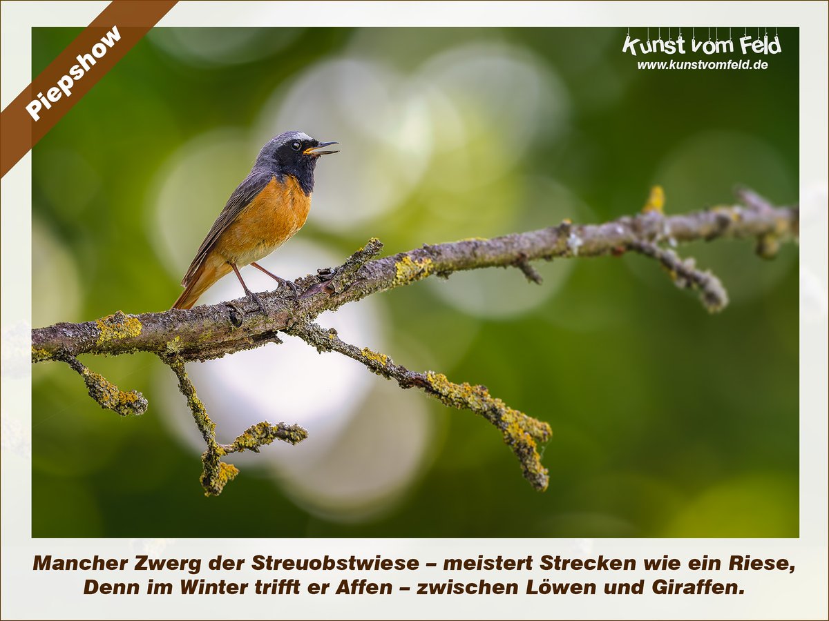 KunstVomFeld's tweet photo. Piepshow — https://t.co/yea4ZPgAVk #gartenrotschwanz #singvogel #streuobstwiese #vogelschutz #truehdr https://t.co/Cdfi7VxX2x