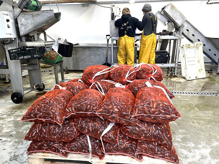 AfloatMagazine's tweet photo. Shellfish Harvesters Reminded To Register As Food Business Operators With SFPA https://t.co/YKDl4jMih3 #Shellfish #FoodSafety #SFPA #EURegulations #FoodBusiness https://t.co/br48b9CLpW