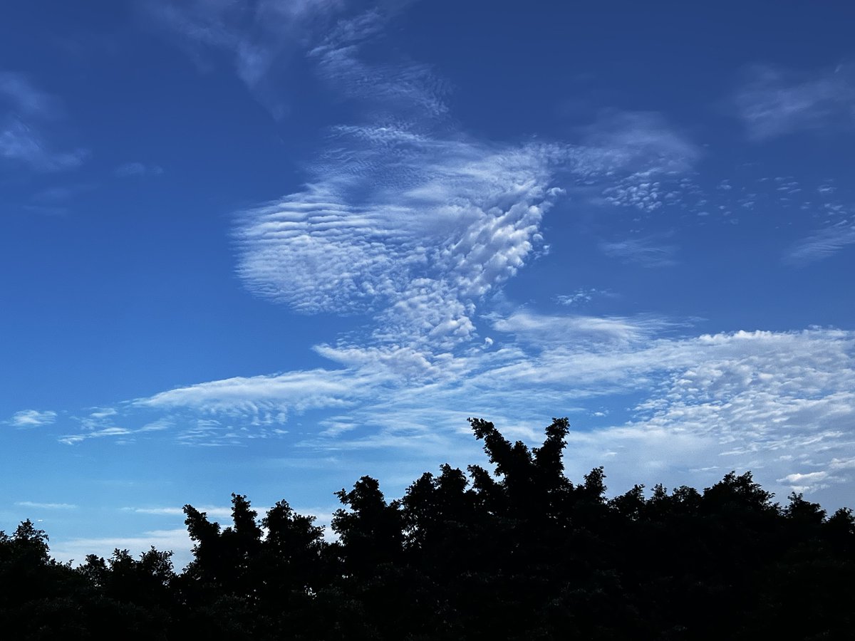 Peiying Wang tweet media