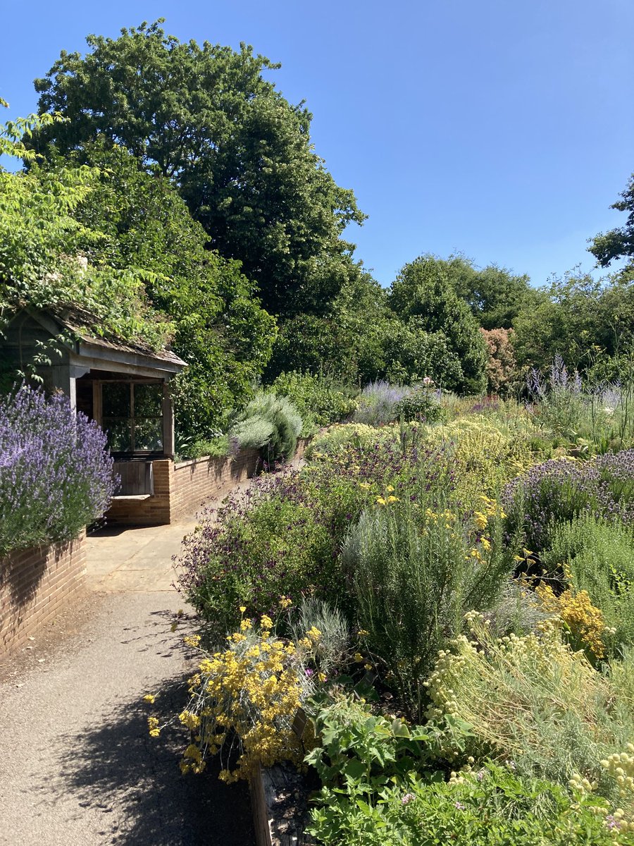 DfsStubbs's tweet photo. The #scented #garden at #Cambridge #University #BotanicalGarden marvellously #fragrant in the hot #sunshine https://t.co/uxsXnVYXIr