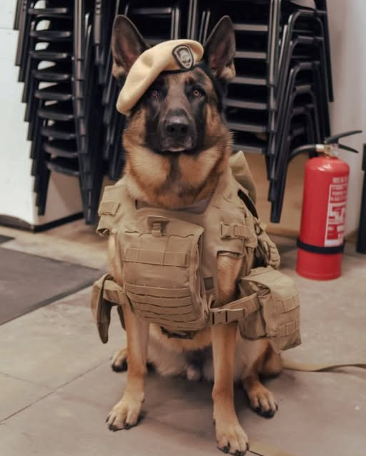 BestinDogs's tweet photo. Show him some love before you scroll away! Don’t let him feel forgotten! ❤️ https://t.co/avurOSvsOa