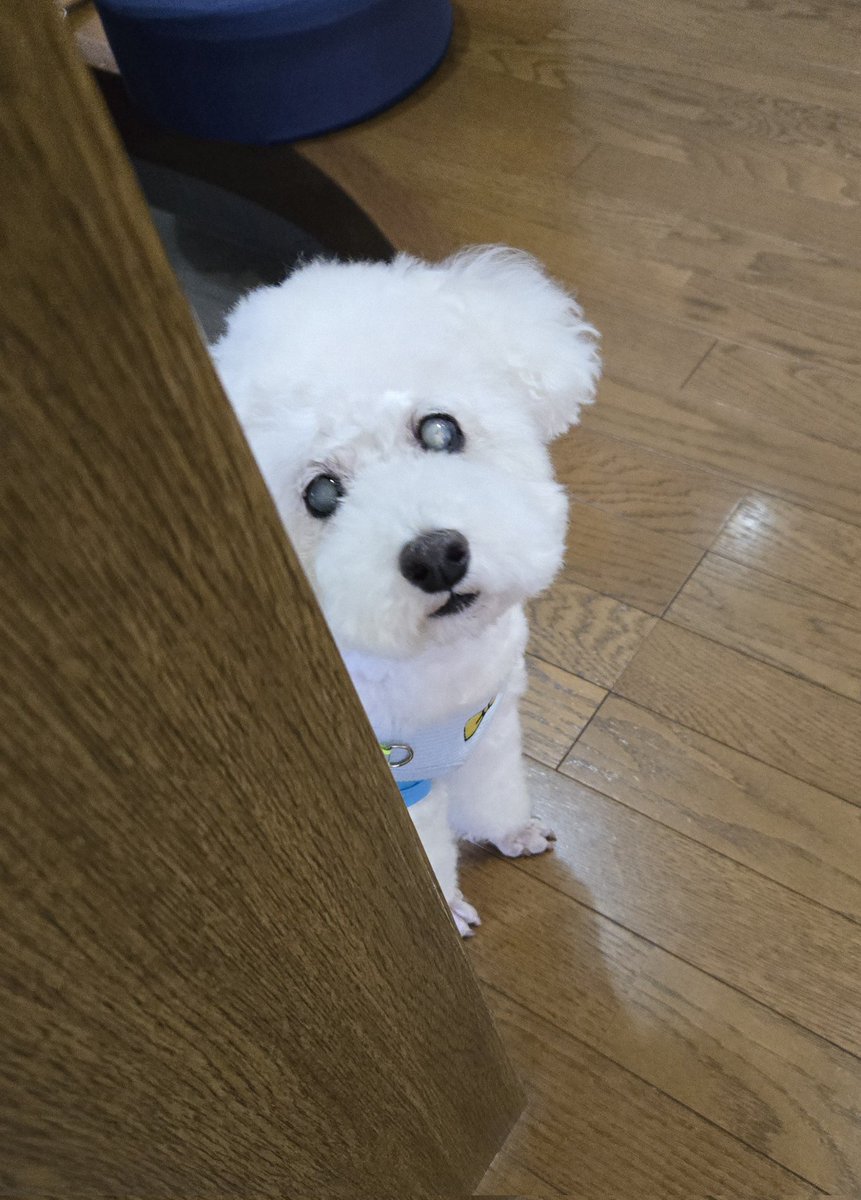 _RYU_2012_1_19_'s tweet photo. お父さんと散歩終了～✊(o^－^o)
今日も暑くなるワン🌻🎐🌻
#犬好きな人と繋がりたい
#トイプードル　#犬のいる暮らし https://t.co/5epOpzaVXk