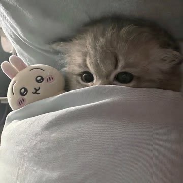 Internetcatsol's tweet photo. devs awake 

Gmeow https://t.co/nce8RUTG5X