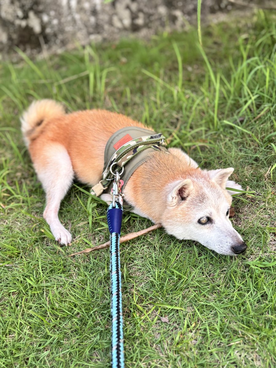 Shibarec's tweet photo. 僕はもう歩きたくありません
ﾀﾞｺﾁﾃ ﾀﾞｺﾁﾃ……(※抱っこされました) https://t.co/Rsm7dfuTbF
