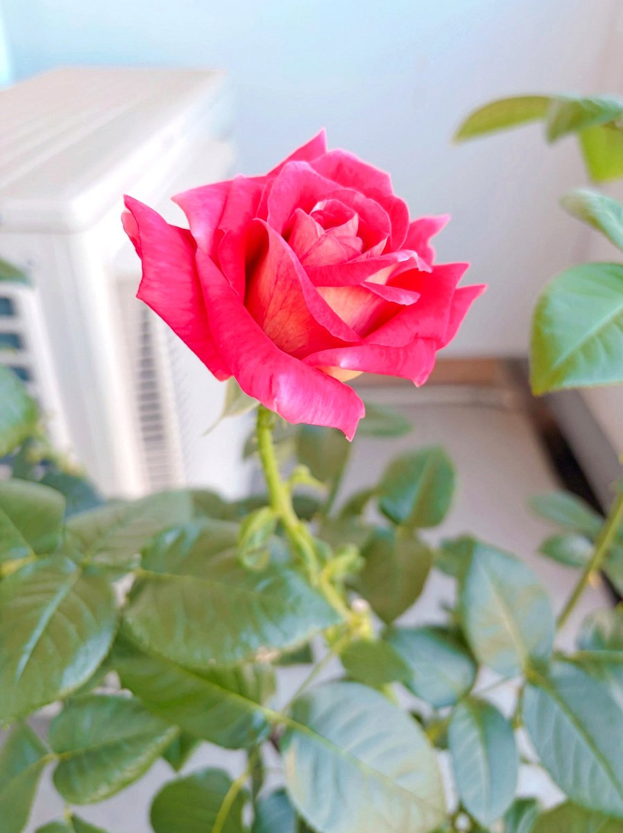 knby25's tweet photo. 機種変更するとAppleのアカウント同じなのにユーザー辞書登録した単語が減るんだけど何？ https://t.co/O5rVSWhqsG