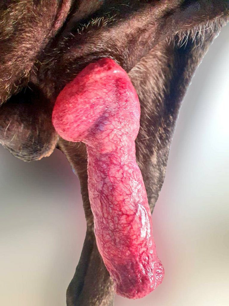 Dogknottlove's tweet photo. #usa #uk #k9dog #Pizzagram #dogknot #zooprideisvalid #k9 #beastiality #petlover #cutedogs #doglifestyle #dogphotography #woof #doglover #happydog #dogknot #hypnotistzoophilesarevalid #k9girl #zoopride #sex #texas #georgia #Pardil #zoophiletwt #pornography #xxx #CheesyGoodness https://t.co/a9uDjwA5UC