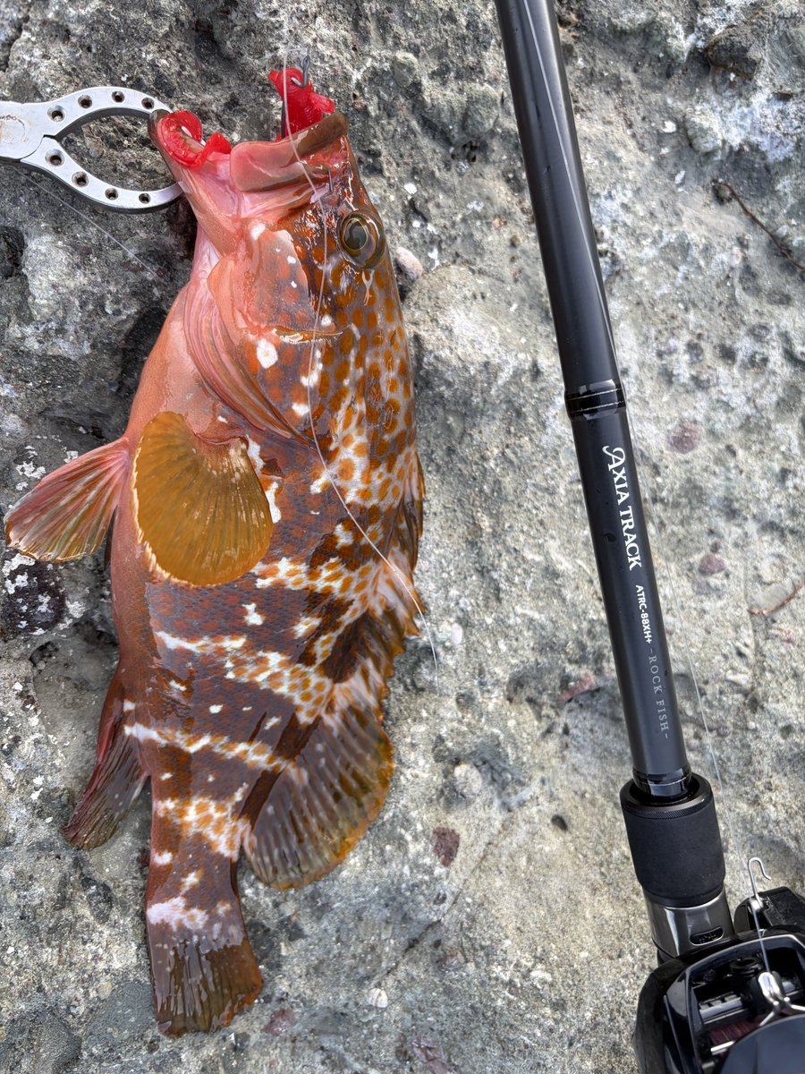 BTBulletTPT's tweet photo. 朝マズメは、予報以上に爆風の横風

メンディングしやすい88XH+で35gフリーリグをフルキャスト！

最近まで欠品していた、パンチングシュリンプ3.3 レッドゴールドF
やっぱり釣れますね！

PR
＠eclipse_fishing 
#eclipse
#キジハタ
#アクシアトラック https://t.co/GRBlKq4kfX