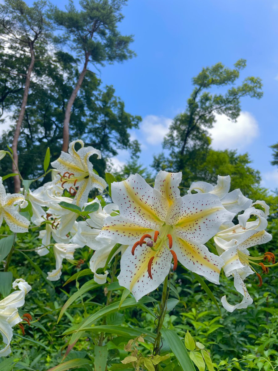 chachamarujazz's tweet photo. 今週もおつ茶々😉
今日はいつもの7km森林浴に🌳🏃‍♀️
百合の花が満開に咲きました💐
なんといっても香りがよい😮‍💨
百合ロードになって最高だった💗
今週も良い週末を過ごそうね🥰 https://t.co/pOAdvmYCGq