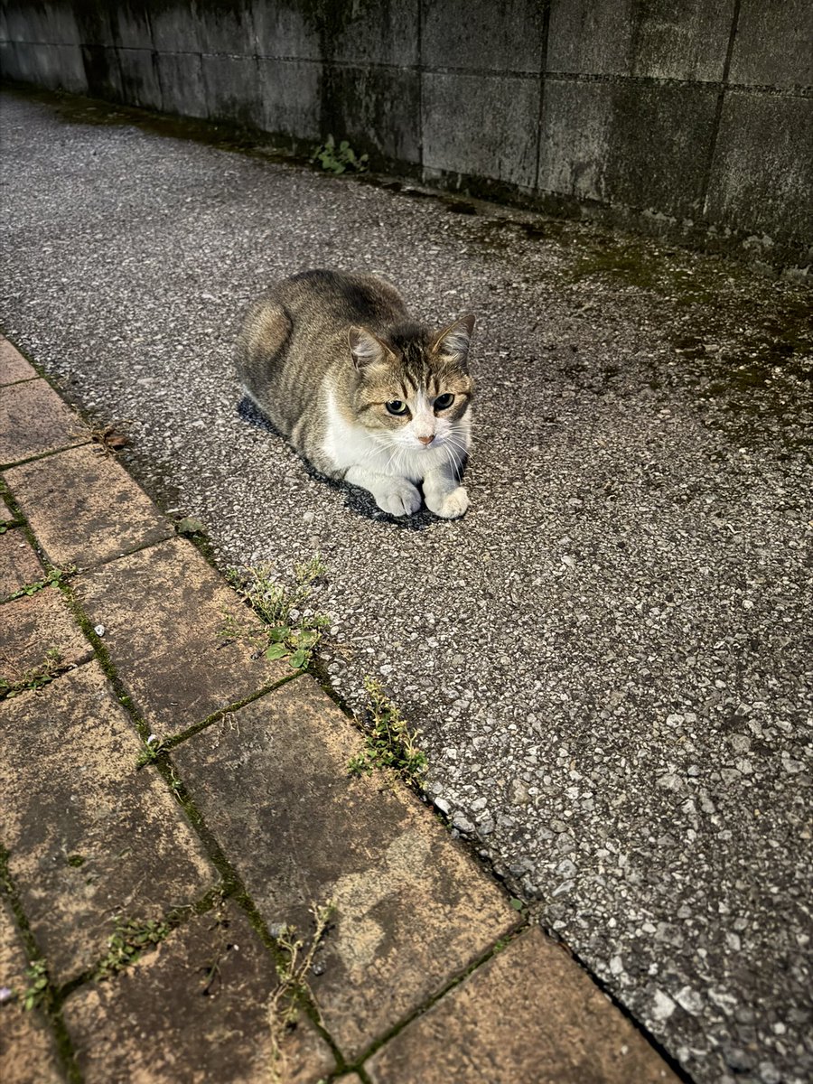 mysweetjiji's tweet photo. 右耳がさくら耳になってるから地域猫ちゃんなのかと思うのですがずっと鳴いてます。
わんこの散歩中なのでシャアシャア言われたけどわんこだいてて1メートル以内に近づけたので人馴れしてるし毛並みがいいので迷子かも知れないのでツイートしました🐈 https://t.co/HhAfmsvXQV