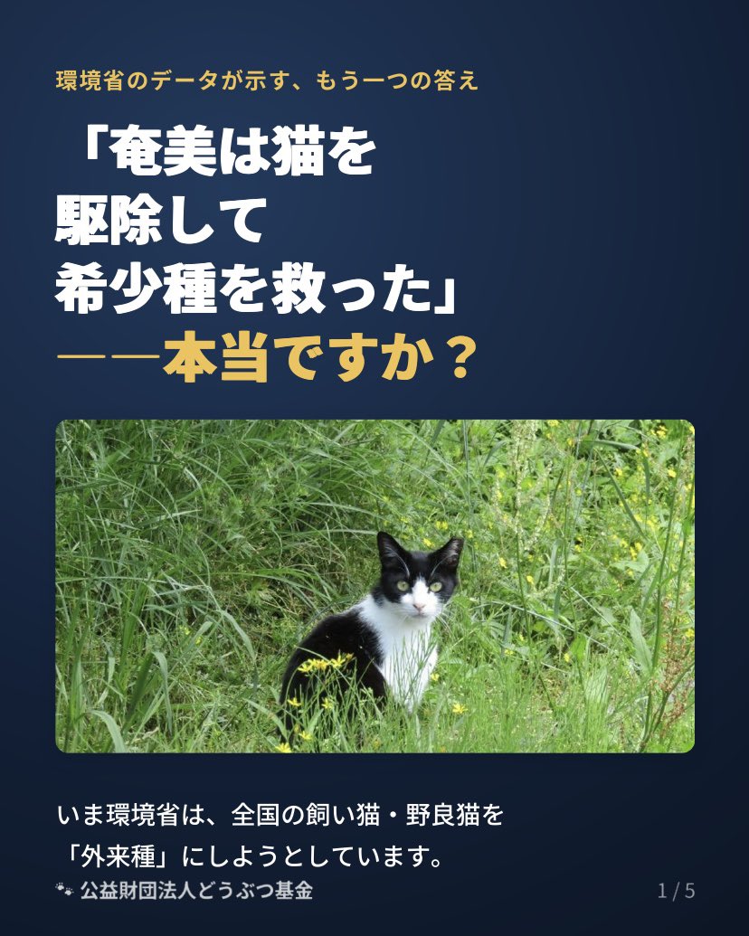Doubutukikin's tweet photo. 「奄美は猫を駆除して希少種を救った」

その“成功物語”は、本当でしょうか？ これを根拠に、全国の猫が「外来種」にされようとしています。

でも環境省のデータでは👇
✅クロウサギは猫駆除の前から約8.4倍に増加
✅回復の理由は乱獲の停止と森の保全
✅4億円の税金＋固有種がワナで犠牲に

🖊署名 https://t.co/p2SjYnpyU5

詳細資料はこちら→ https://t.co/tLmw3iVzOM

#どうぶつ基金 #アマミノクロウサギ #猫を守れ #外来種 #さくらねこ