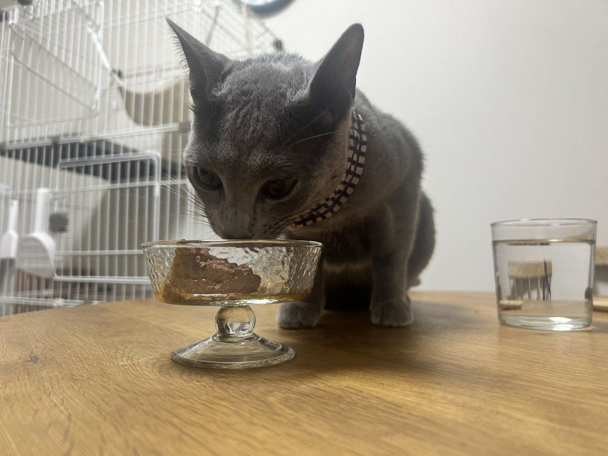 magugurashi's tweet photo. 明日がおうち記念日🎉2個入りのモンプチは今日と明日のとくべつごはん。とってもおいしいみたいで、おはなでも食べちゃうほど。 https://t.co/ysjeddP3DT